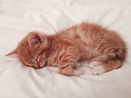 Jipsy Notre Chaton Roux Chats De Gingembre Saint Yves Chat Roux