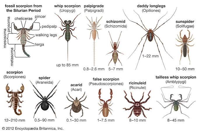 Daddy Longlegs | Home & Garden Information Center