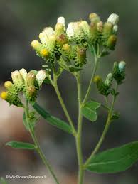 Image result for Inula