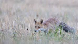 Une inscription avec les mots de passe de facebook ou google … bonjour le concepteur du nouveau site de replay pas très « responsive » des chaines de télévision du service. Le Renard Roux Du Limousin