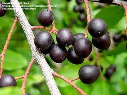 Maybe you would like to learn more about one of these? Plantfiles Pictures Carolina Cherry Laurel Prunus Caroliniana By Jeff Beck