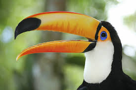 See more ideas about tropical rainforest, rainforest, rainforest animals. Animals Lol Biomes