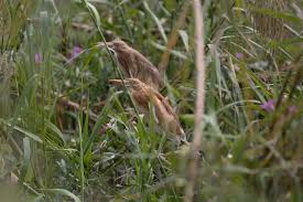 Image result for Savannosiphon euryphyllus