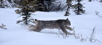 Lynx was founded 2 years ago by stan larroque and a dedicated team of innovators in electronics, software, optics and hardware. A Peek Into The Lives Of Canada Lynx The Wildlife Society