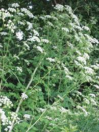 Michigan native trees with white flowers include the staghorn sumac, black cherry, catalpa, kentucky coffee tree, shadberry and dogwood. Poison Hemlock Identification And Control Conium Maculatum King County