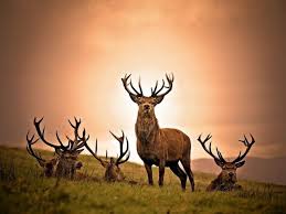 30 Incredible And Award Winning National Geographic Animal Photos Wildlife Photography Deer Photography National Geographic Animals Animals Wild