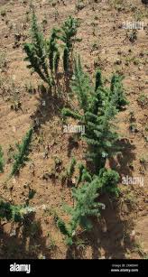 Image result for Asparagus suaveolens