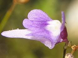 Image result for Utricularia baoulensis