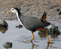 Burung ini sering dipelihara sebagai burung hias. File White Breasted Waterhen Amaurornis Phoenicurus Flickr Lip Kee Jpg Wiktionary