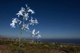 Image result for Tecophilaeaceae