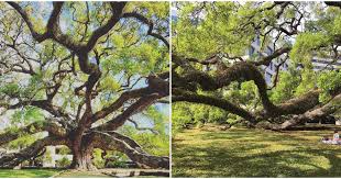This Oak Tree In Florida Is One Of The Oldest Narcity A collection of the top 48 angel oak tree wallpapers and backgrounds available for download for free. this oak tree in florida is one of the