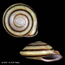 Ахатины, архахатины, другие улитки и слизни. Caracolus Sagemon Gutierrezi For Sale Conchology