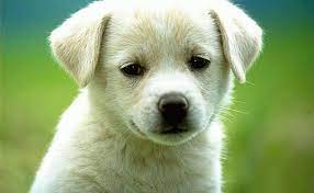 Saking frustasi dan laparnya, dia sampai menjilati kaca. Paling Populer 30 Gambar Hewan Lucu Itulah Tadi 15 Gambar Hewan Peliharaan Lucu Yang Berhasil Kami Kumpulkan Maka Bayi Anjing Binatang Lucu Anjing Chihuahua