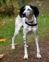 Shiba inu puppies for sale: Harvey Old Dog Haven