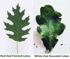 Oak Tree Facts Lesson For Kids Study Com