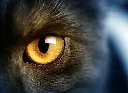 These ulcers are classified as either superficial or deep. Corneal Inflammation Nonulcerative Keratitis In Cats Petmd