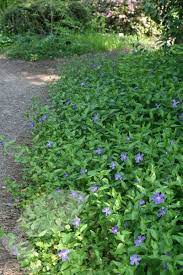 Vinca Minor Lesser Periwinkle Evergreens For Shade Vinca Minor Planting Flowers