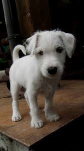 pin by traci on jack russell terrier jack russell jack russell terrier puppies cute dogs