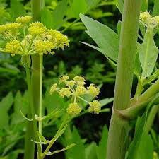 Cut the whole head into quarters first, and then angle the knife to cut out the cores. Amazon Com Hel Lovage Seeds Seldom Used Herb Great Perennial Herb Plants Garden Outdoor