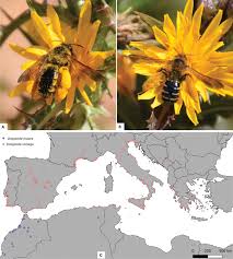 What are 5 abiotic factors in the forest? Comparative Ecology Of Two Specialist Bees Dasypoda Visnaga Rossi 1790 And Dasypoda Maura Perez 1895 Hymenoptera Melittidae