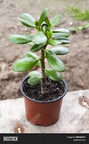 Crassula ovata (jade plant) crassula ovata, commonly known as jade plant, friendship tree, lucky plant, or money tree, is a succulent plant with small pink or white flowers. Crassula Ovata Image Photo Free Trial Bigstock
