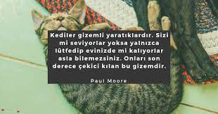 kedi ile ilgili sozler kedi ile ilgili guzel sozler sozumsoz kedi guzel soz gize
