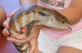 Apr 25, 2012 · blue tongue skinks are a rare species of reptiles with a body full of scales that looks more like a snake than a lizard. Blue Tongued Skink Facts Habitat Diet Pet Care Babies Pictures