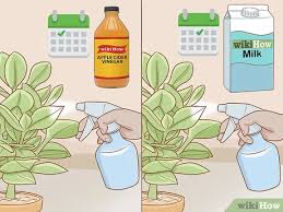 What is powdery mildew & how to recognize it. How To Get Rid Of Powdery Mildew On Plants With Pictures