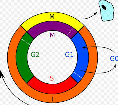 The cell cycle consists of interphase and the mitotic phase. Cell Cycle Mitosis Interphase Cell Division Png 1200x1066px Cell Area Biological Life Cycle Biology Cell Cycle