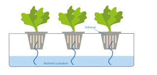 Efficiency of computation and coding. Hydroponic Various Hydroponics Systems