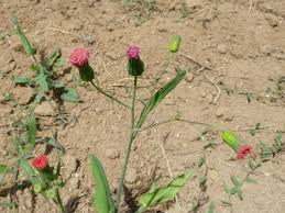 Image result for Emilia debilis