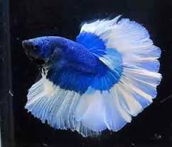 Then keep reading to find out all the common causes, as well as how to when your betta fish is bloated you'll notice that his belly begins to protrude out. 5 Live Betta Fish Fancy Blue Butterfly 1 5 Inch Wholesale Price Ebay