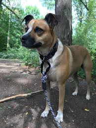 This site shows the group effort taken by boxer rescue organizations throughout iowa, kansas, missouri and nebraska who work together to rescue and place dogs in loving, permanent homes. Rescued From Tn When She Was 3 Mo Rescue Says Cattle Dog Boxer Mix Idmydog