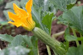Du kannst deine pflänzchen im april drinnen vorziehen oder sie zwischen mitte und ende mai draußen im freiland aussäen. Zucchini Anbauen Saen Pflanzen Ernten Und Lagern Wiressengesund