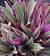 Best Plants For Pots Outside Front Door