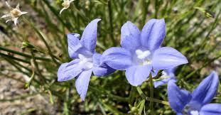 Image result for Wahlenbergia krebsii