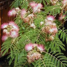 Image result for Albizia zimmermannii