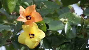 Image result for Hibiscus tiliaceus