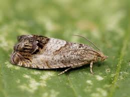 Image result for Cydia splendana