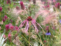 Botanischer Garten Hamburg Im Juli Pink Garden Garden Inspiration