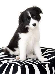 Black And White By Angelica Black And White Dog White Puppies Collie Puppies