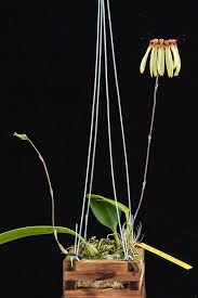 Image result for Bulbophyllum longiflorum