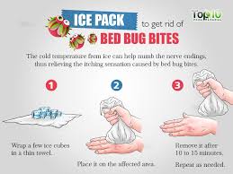 Ice Pack For Bed Bug Bites Bed Bug Bites Rid Of Bed Bugs