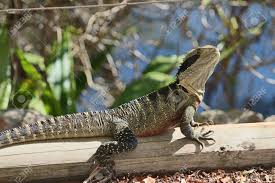 Check spelling or type a new query. Australian Water Dragon Reptile Stock Photo Picture And Royalty Free Image Image 15906866