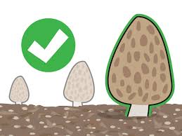 Outdoor mushroom beds are easy and inexpensive and can complement your vegetable beds. How To Grow Morel Mushrooms 15 Steps With Pictures Wikihow