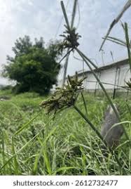 Image result for Eragrostis patens