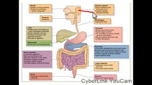 Assimilation Olevel Biology Human Digestive System
