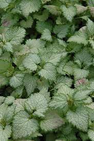 Free shipping on orders over $99 with arrive alive guarantee from the tree center. Ghost Spotted Dead Nettle Lamium Maculatum Ghost In Wilmette Chicago Evanston Glenview Skokie Winnetka Illinois Il At Chalet Nursery