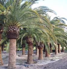 Buy Cold Hardy Palms Trees Real Palm Trees Hardy Palm Trees To Buy At Realpalmtrees Com Cold Tolerant Palm Trees Canary Island Paisagismo Jardinagem Palmeira