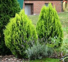 Click here to find out more. Thuja Orientalis Aurea Nana Gelber Zwerg Lebensbaum 50 60 Cm Container Oder Ballenware 20018 5